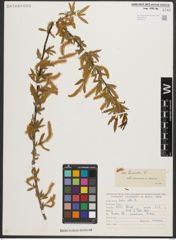 Foto von Salix triandra L.